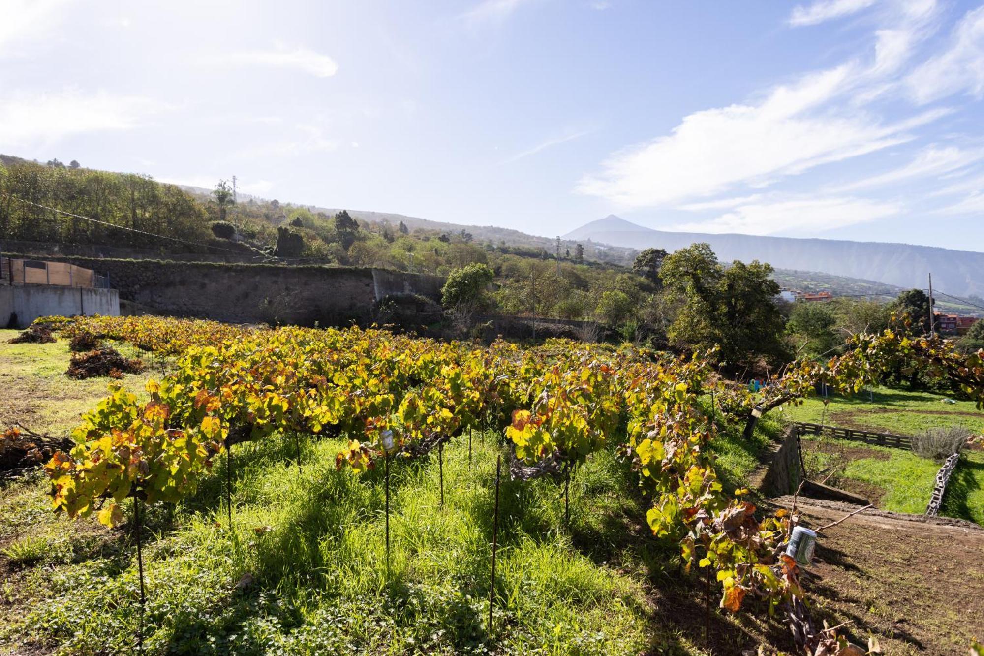 Ek Teide Finca El Milagro La Orotava Dış mekan fotoğraf