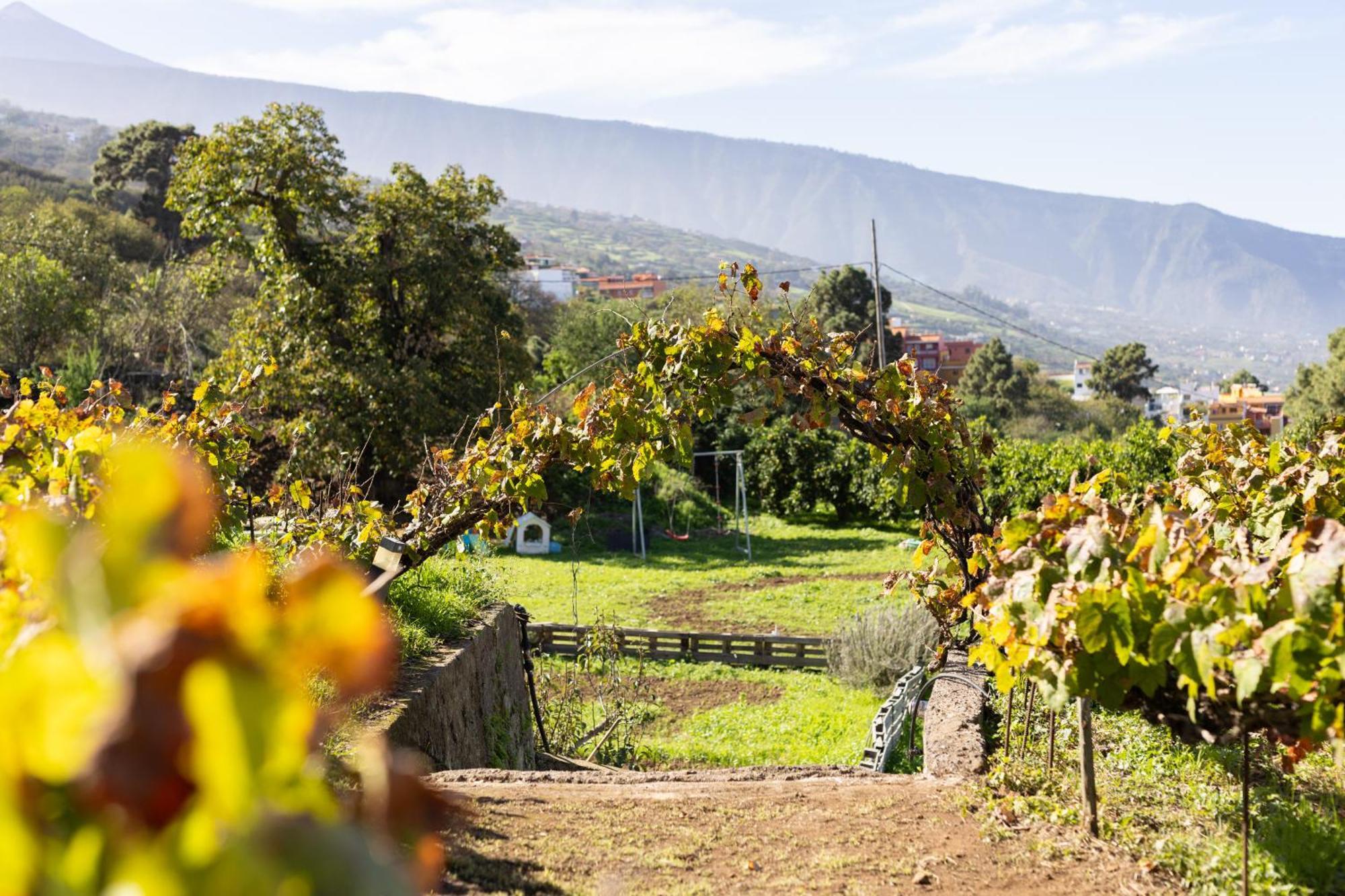 Ek Teide Finca El Milagro La Orotava Dış mekan fotoğraf