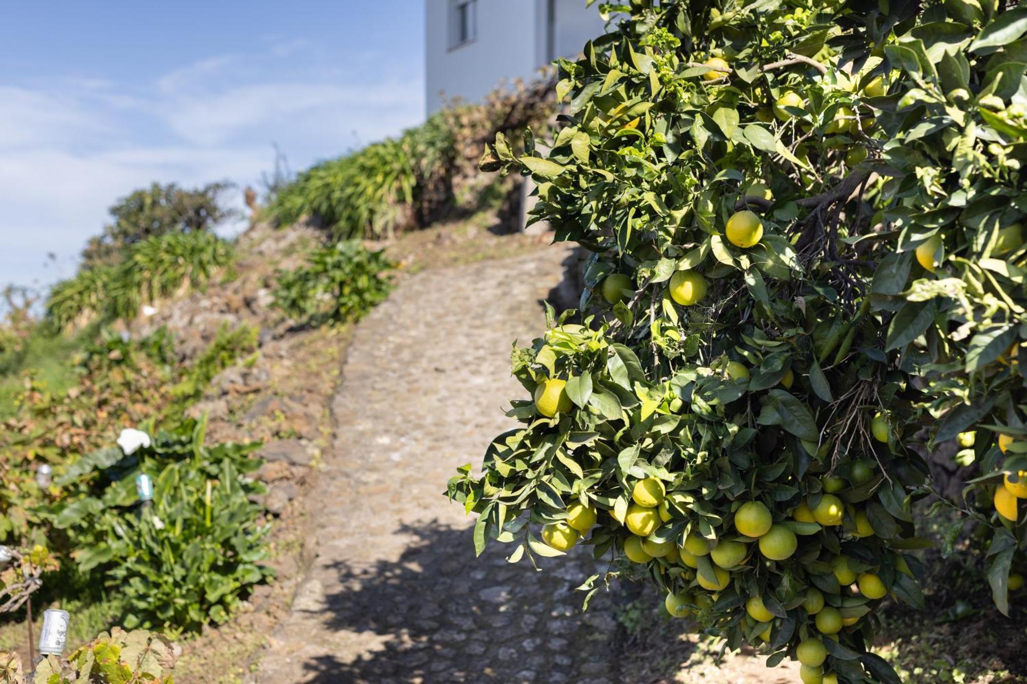 Ek Teide Finca El Milagro La Orotava Dış mekan fotoğraf